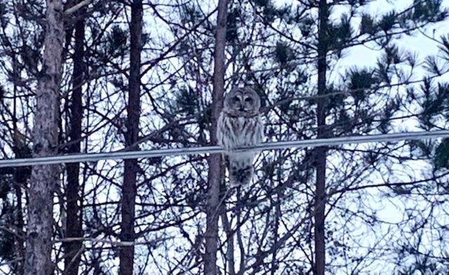 Life'S A Hoot Villa Au Gres Ngoại thất bức ảnh
